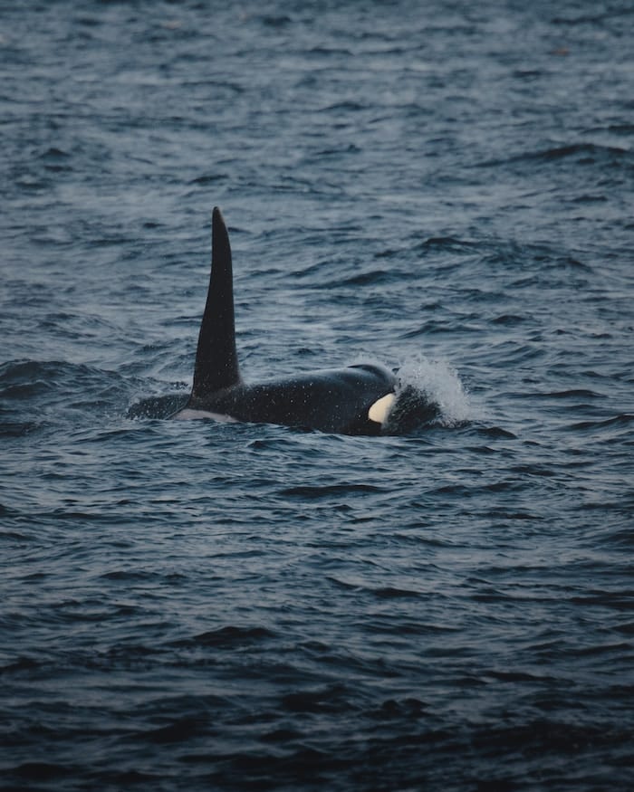 Close up photo of an orca fin above the water in the Howe Sound