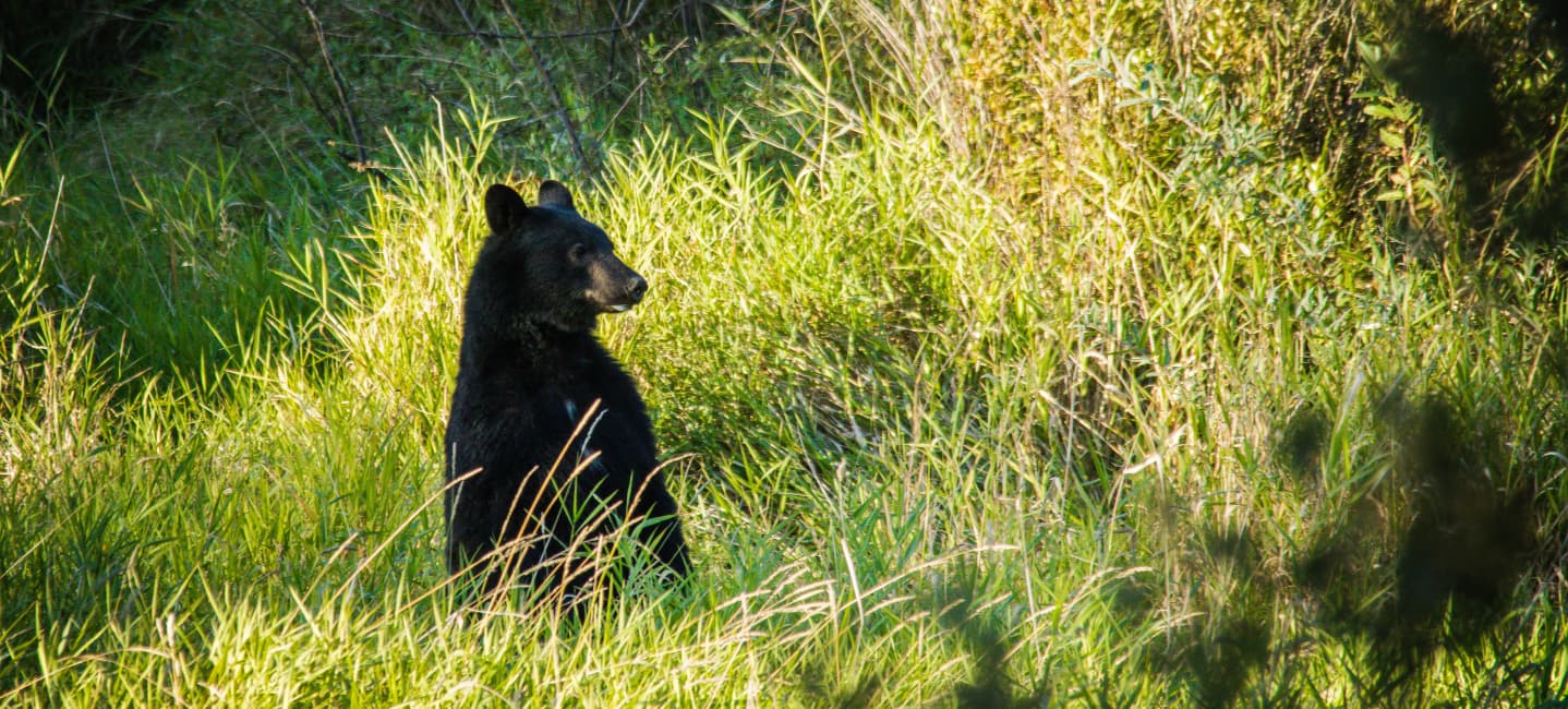Bears on the Move