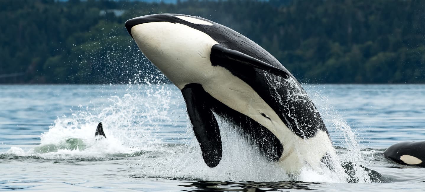 Marine Life in Motion